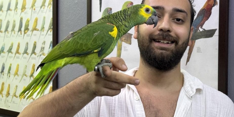 Üst Düzey Bluefront Amazon Papağanimiz
