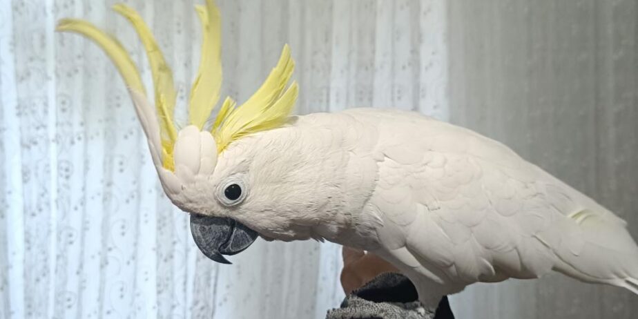 Full Evci̇l Dans Eden Sülfür Kakadu Papağanimiz