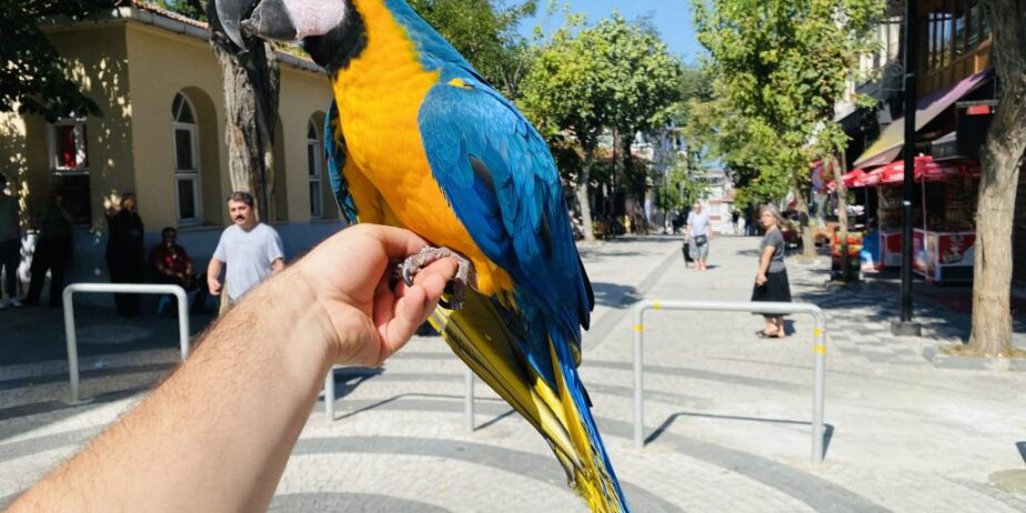 Eği̇ti̇mli̇ Konuşan Macaw Papağanimiz