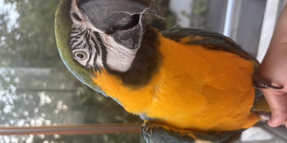 Full Evcil Belgeli Evraklı Macaw Papağanı