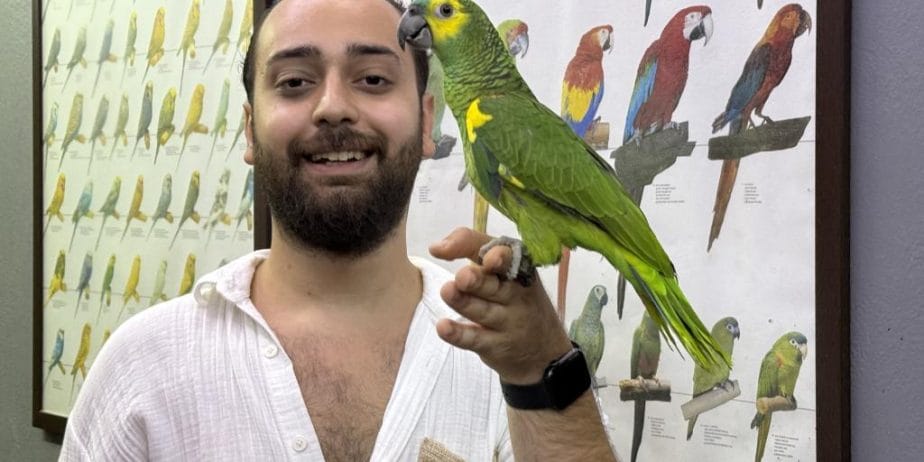 Üst Düzey Bluefront Amazon Papağanimiz