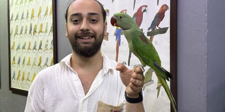 Eğitimli Yavru Alexander İskender Papağanı