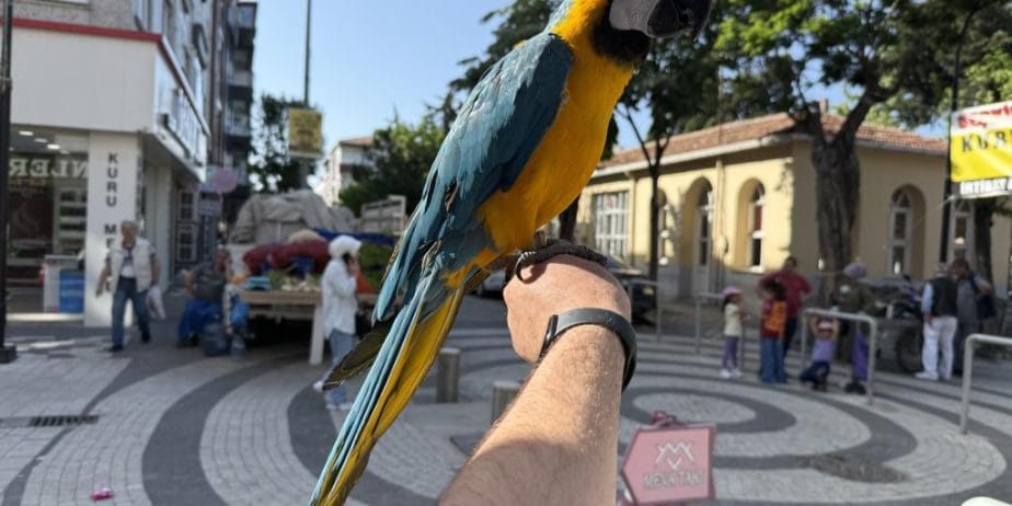 Sari Lacivert Konuşan Macaw Papağanı