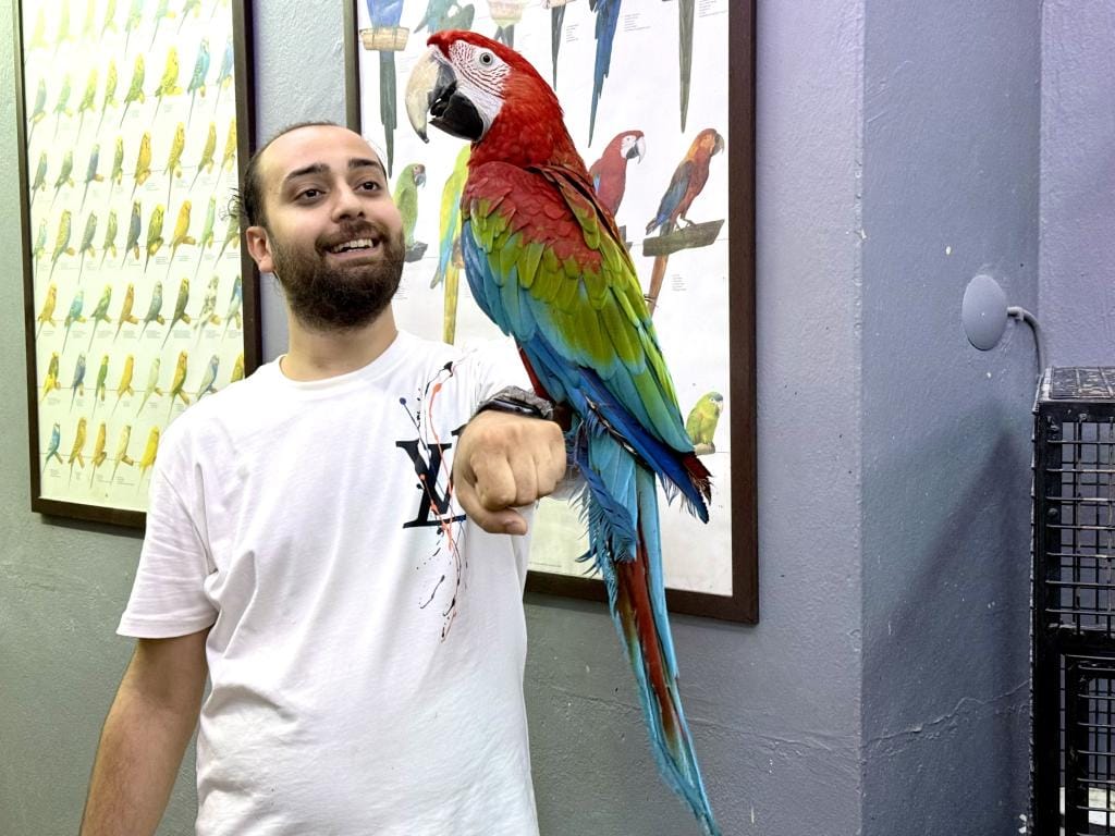 Üst Düzey Evcil Kırmızı Ara Macaw Papağanımız