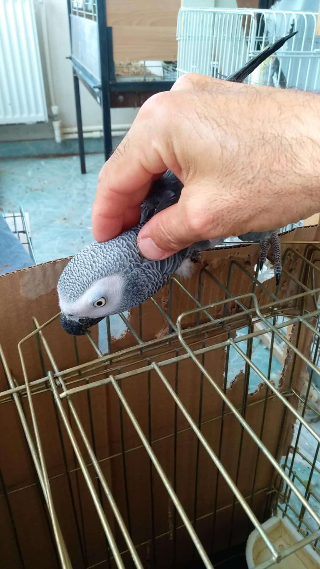 Full Evcil 100 Kelime Konuşan Üst Düzey Jako