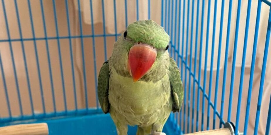 El Besleme Yerli Üretim Bebek Alexander Papağanı