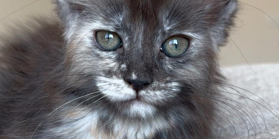 Türki̇yeni̇n Her Yeri̇ne Tesli̇m Xxl Mai̇ne Coon Kedi̇ler