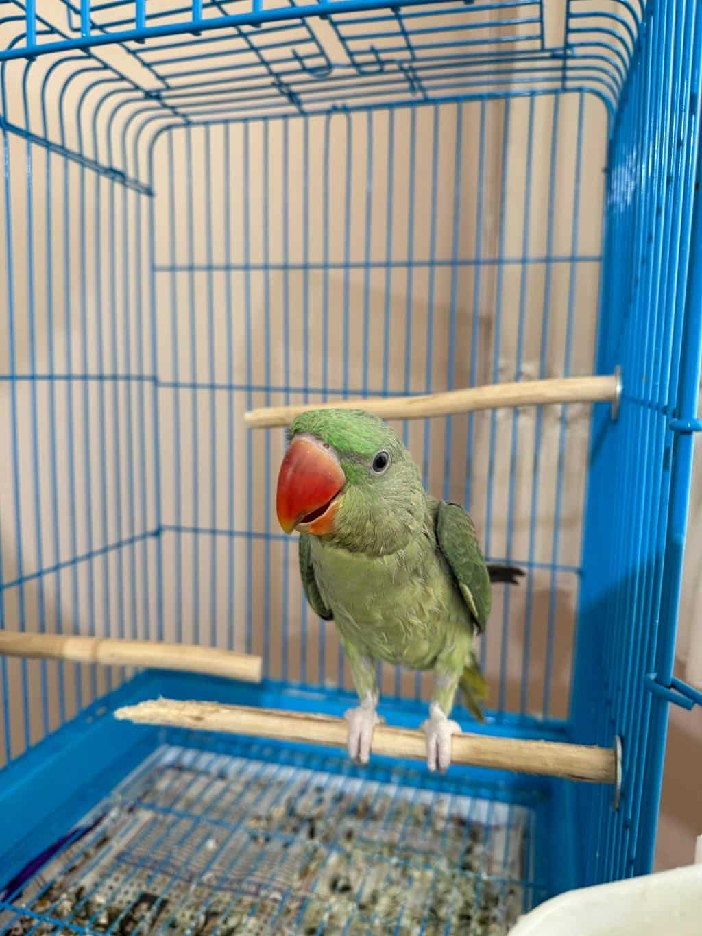 El Besleme Yerli Üretim Bebek Alexander Papağanı
