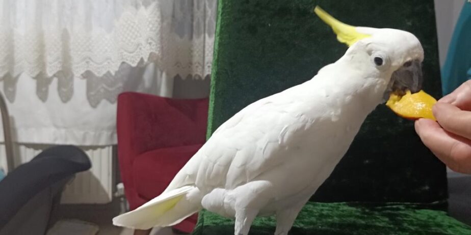 Full Evci̇l Dans Eden Sülfür Kakadu Papağanimiz