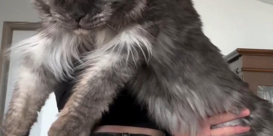 Türki̇yeni̇n Her Yeri̇ne Tesli̇m Xxl Mai̇ne Coon Kedi̇ler