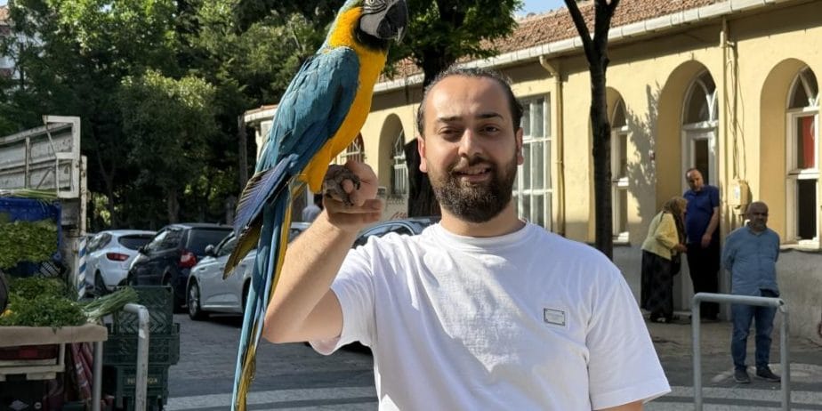 Sari Lacivert Konuşan Macaw Papağanı