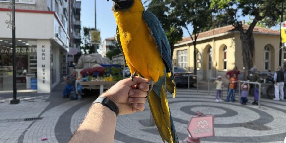 Sari Lacivert Konuşan Macaw Papağanı