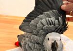 Eği̇ti̇mli̇ Evci̇l Konuşan Jako Papağani