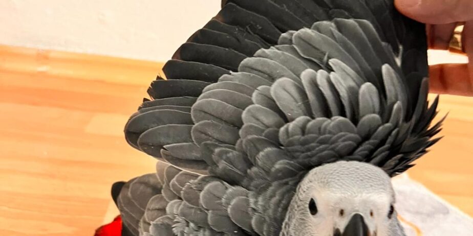 Eği̇ti̇mli̇ Evci̇l Konuşan Jako Papağani
