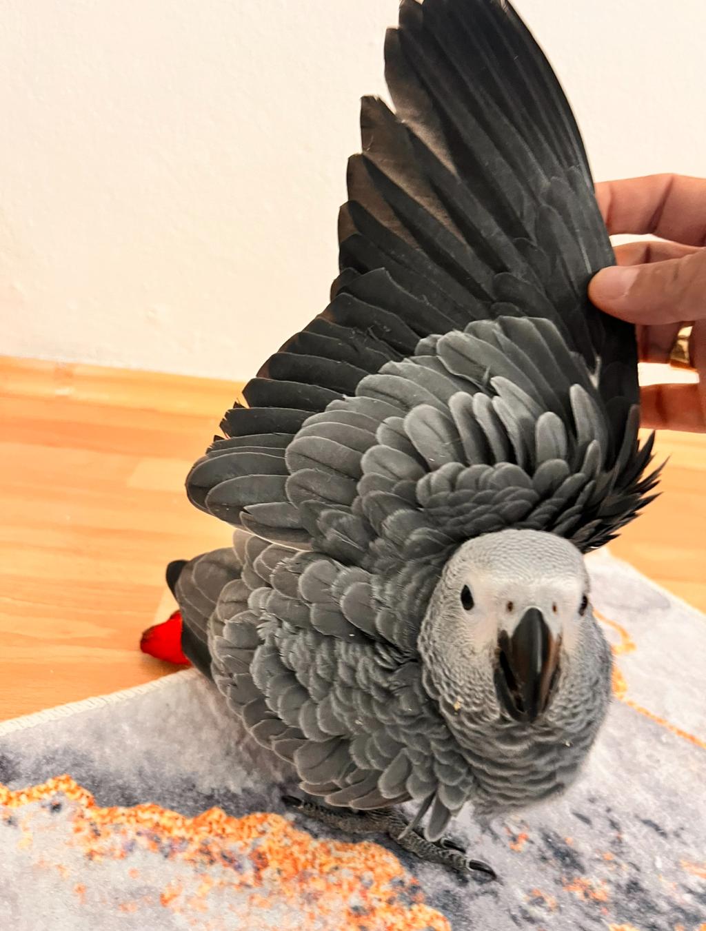 Eği̇ti̇mli̇ Evci̇l Konuşan Jako Papağani