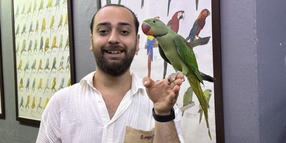 Eğitimli Yavru Alexander İskender Papağanı