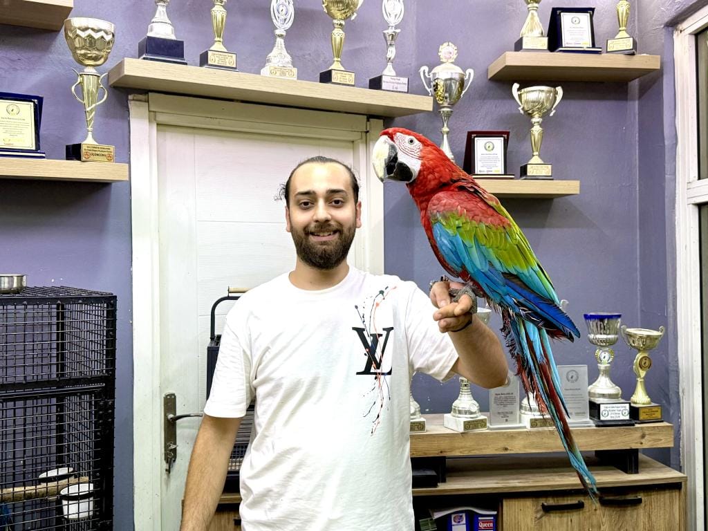 Üst Düzey Evcil Kırmızı Ara Macaw Papağanımız