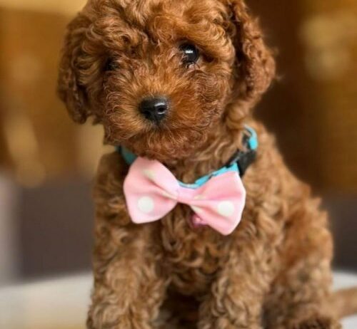 Onlar Bir Gercek Efsane Poodle Kardesler