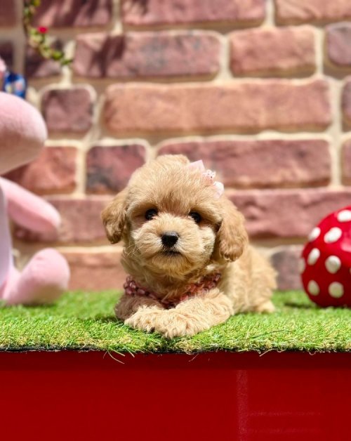 Border Collie Özellikleri Ve Bakımı | Eğitimi, Karakteri