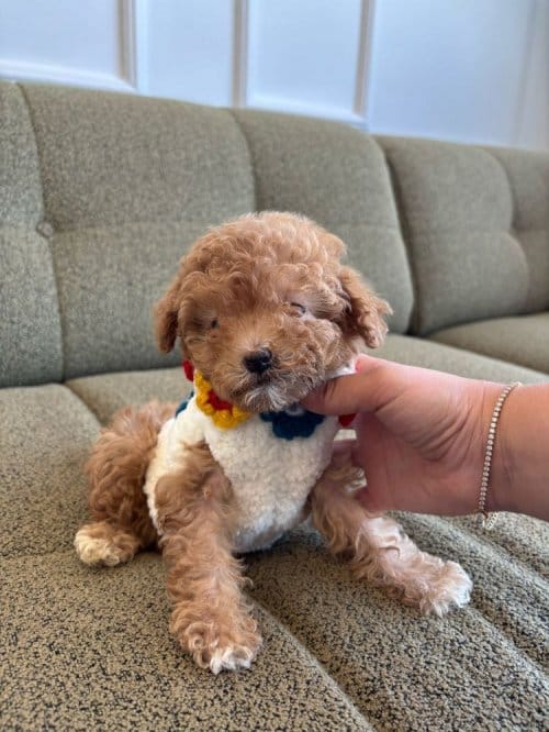 Gerçek Koreli Toy Poodle Minnaklarimiz