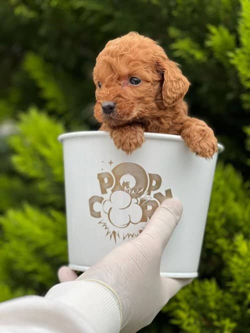 Kore Kan Orjinal Toy Poodle Red Brown