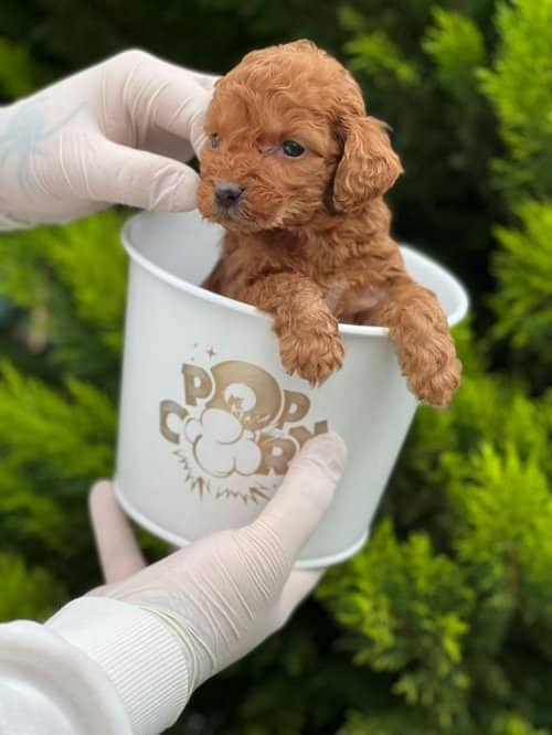 Kore Kan Orjinal Toy Poodle Red Brown