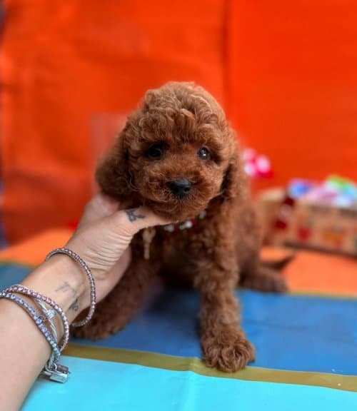 Mutlu Sempatik Akil Kupu Toy Pooodle Bebişler