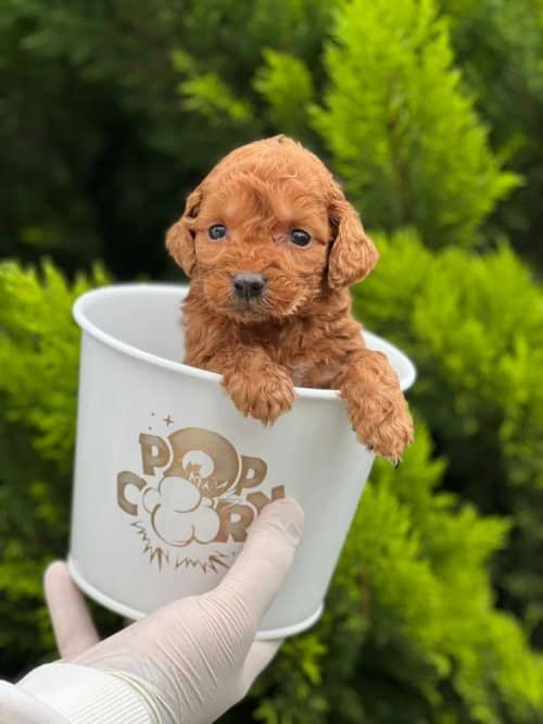 Kore Kan Orjinal Toy Poodle Red Brown