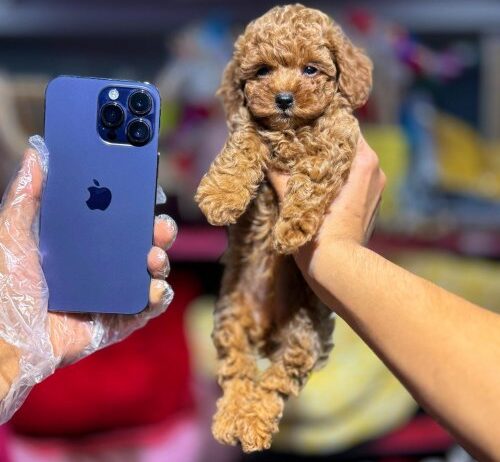 Kore Kan Orji̇nal Toy Poodle Yavrular