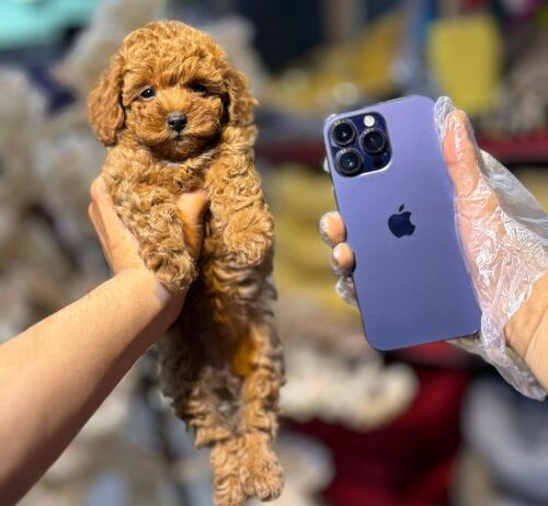Kore Kan Orji̇nal Toy Poodle Yavrular