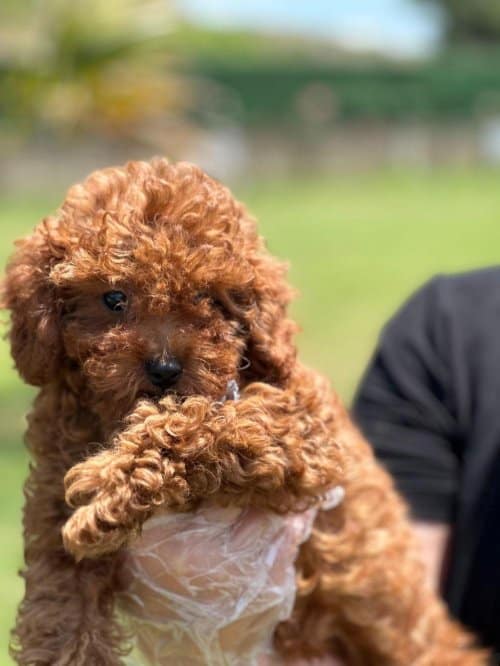 Ev Halkilinin Neşe Adayi Toy Poodle kardeşler