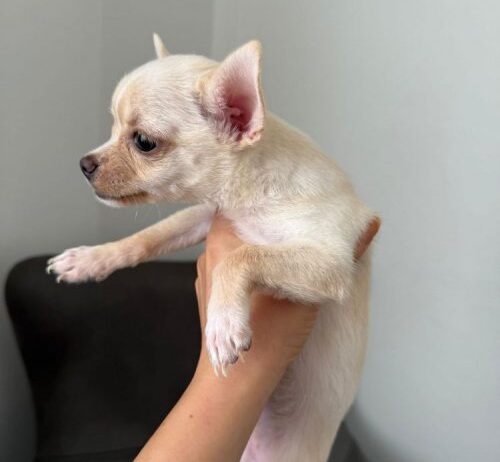 Corgi-Chihuahua Ücretsiz Sahiplendirme