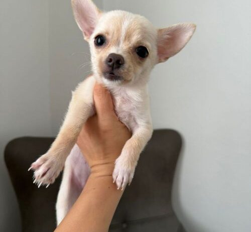 Corgi-Chihuahua Ücretsiz Sahiplendirme