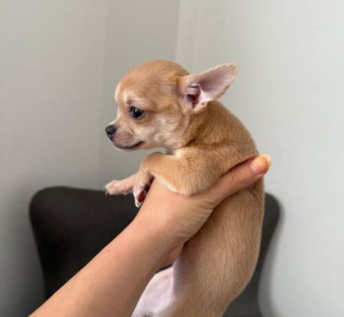 Corgi-Chihuahua Ücretsiz Sahiplendirme