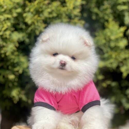 Pomeraninan Boo Sahiplendirme