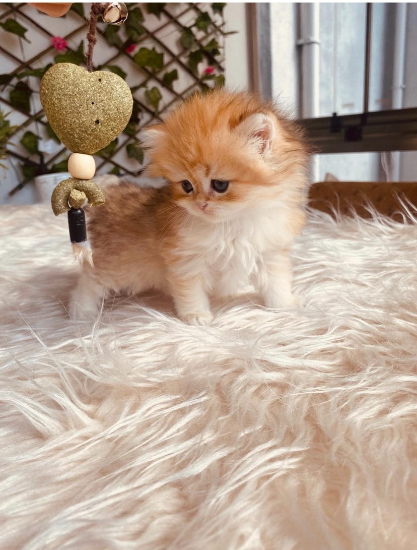 Ele Alışkın British Longhair Erkek Bebek Ele Alışkın British Longhair Erkek Bebek