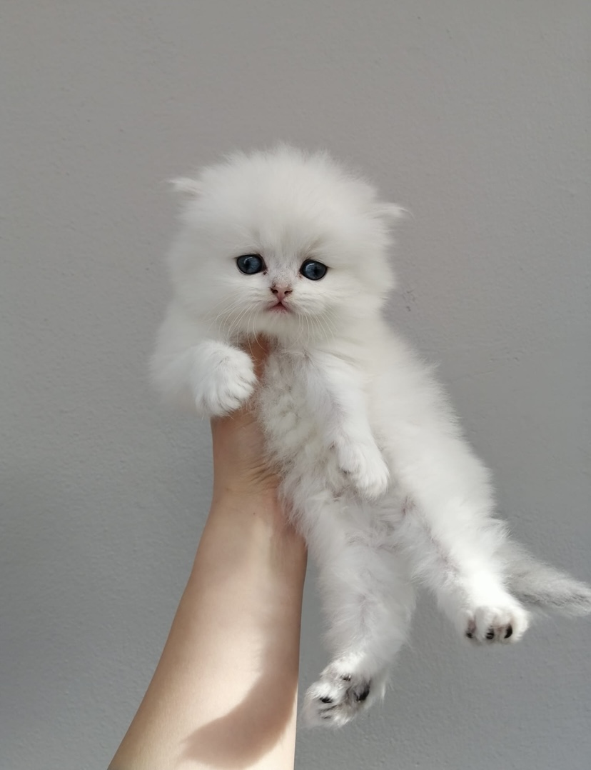 Show Kalitede British Longhair Bebekleri