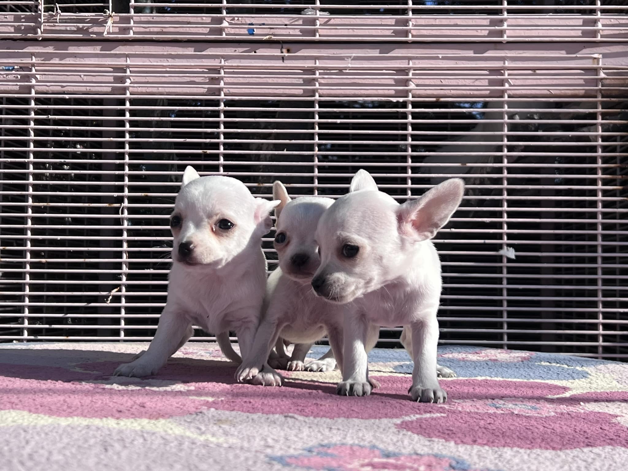 Fci Kif Scrli Show Class Chihuahua