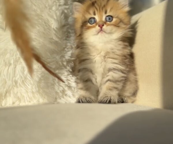 Bu Oğluşa Aşık Olunur