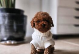 Kore Toypoodle Bebekler Ev Ortamı
