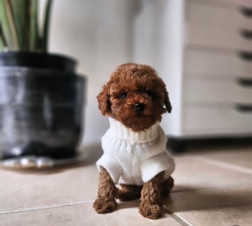 Kore Toypoodle Bebekler Ev Ortamı