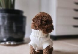 Kore Toypoodle Bebekler Ev Ortamı