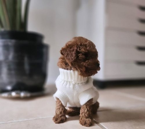 Kore Toypoodle Bebekler Ev Ortamı