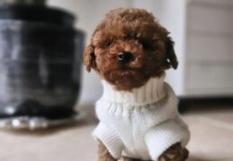 Kore Toypoodle Bebekler Ev Ortamı