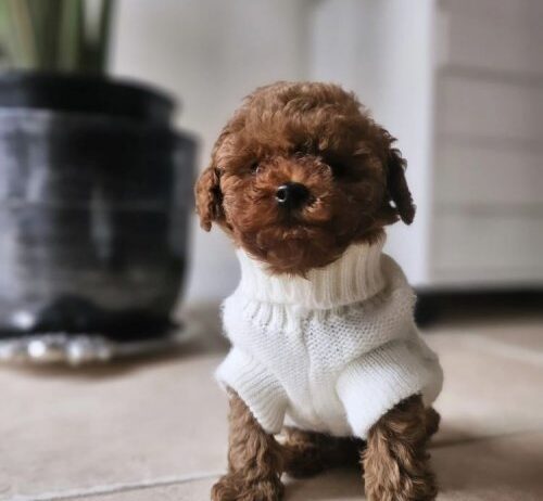 Kore Toypoodle Bebekler Ev Ortamı