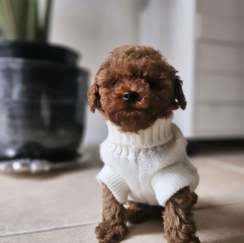 Kore Toypoodle Bebekler Ev Ortamı