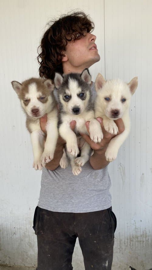 Orji̇nal Husky Yavrular Sağlik Garanti̇li̇
