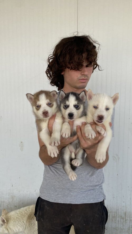 Orji̇nal Husky Yavrular Sağlik Garanti̇li̇