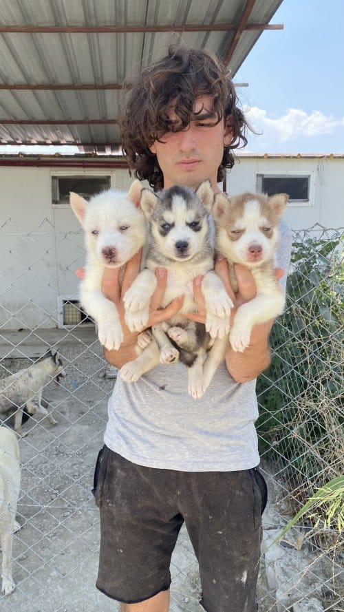 Orji̇nal Husky Yavrular Sağlik Garanti̇li̇