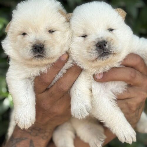 Aşıları Yapılmış Chow Chow Bebekler